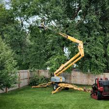 Best Hedge Trimming  in El Jon, CA