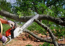 Best Tree Preservation Services  in El Jon, CA