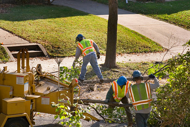 Best Lawn Grading and Leveling  in El Jon, CA